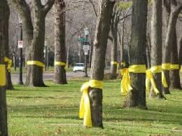 image of yellow ribbons around trees - supplied by author